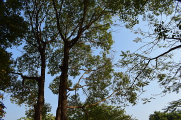 枝叶外面的天空