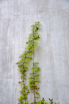 绿色植物依附在白墙上