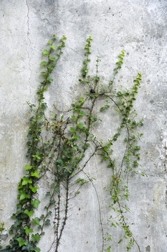 水泥墙上的植物