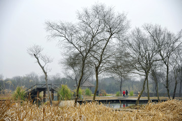 小桥与树林