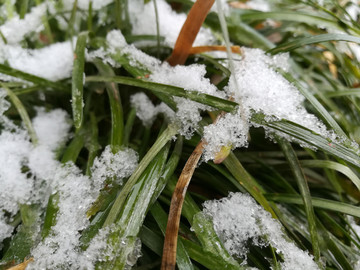 叶子上的雪