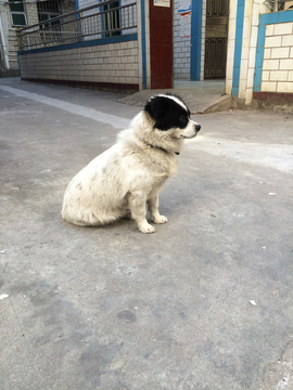 狗 宠物狗 宠物