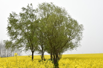 油菜花海