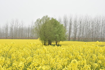 油菜花海