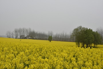 油菜花海