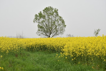 油菜花海