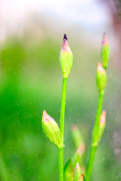 雨中的鸢尾花