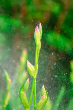 雨幕中的花朵