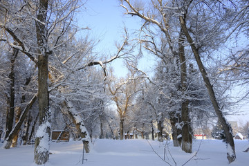 冬雪