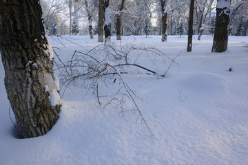 雪林