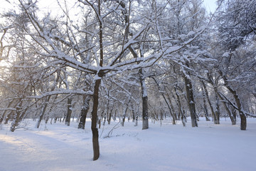 雪林