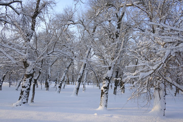 雪林