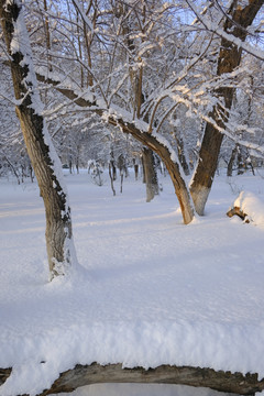 雪景