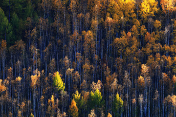 森林之秋
