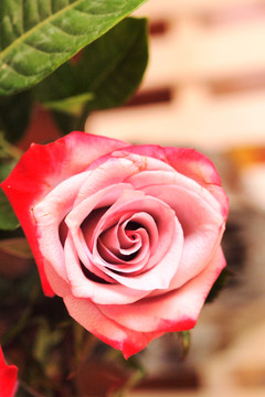 一朵玫瑰花
