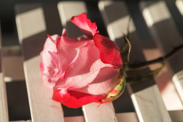 红玫瑰特写 花瓣 情人节