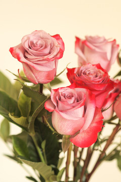 玫瑰花束 浪漫 情人节素材