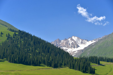 森林 天山 雪山