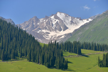 雪峰 天山 草原 森林