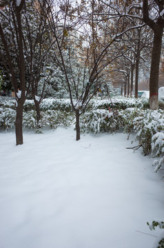 积雪的街道