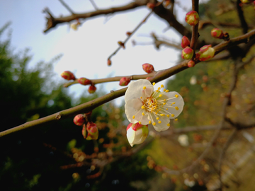 一朵腊梅花