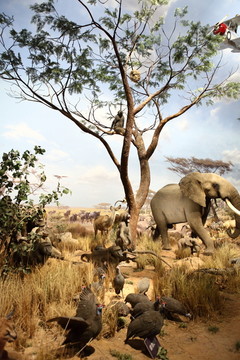 非洲大象 非洲大草原