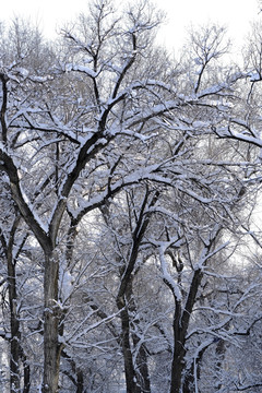 雪景