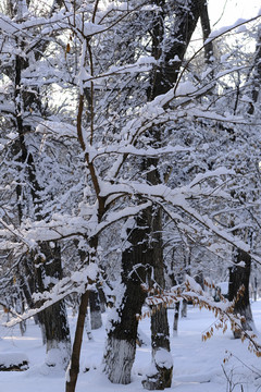 雪景