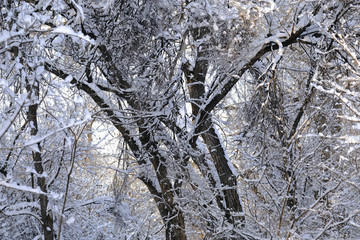 雪林