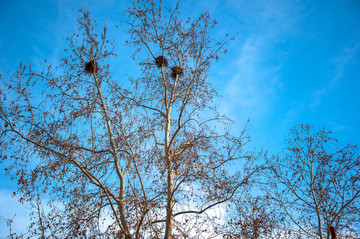 蓝天树木喜鹊巢