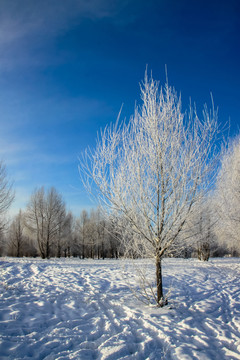 雪原一棵树