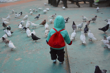 鸽群与小孩