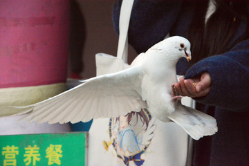 给鸽子喂食