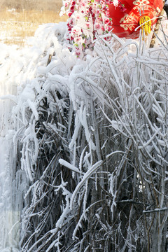 冰雪世界 冰清玉洁