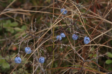 野生蓝莓干