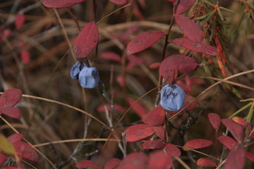 野生蓝莓