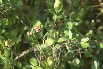 野生蓝莓花