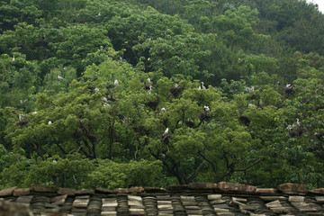 苍鹭世界 桃花源