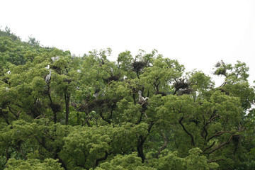 苍鹭根据地