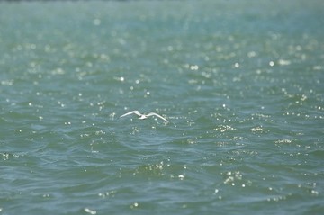 蔚蓝大海 一点鸥