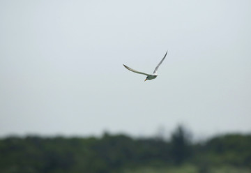 白额燕鸥 飞翔