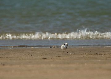 海浪 沙滩 环颈鸻