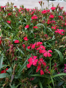 花花草草