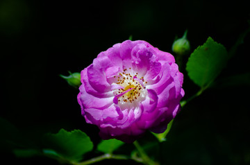 蔷薇花