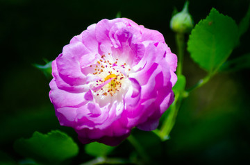 蔷薇花