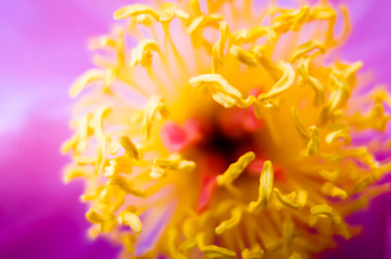 芍药花