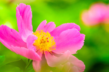 芍药花