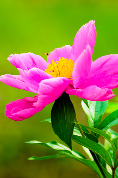 芍药花