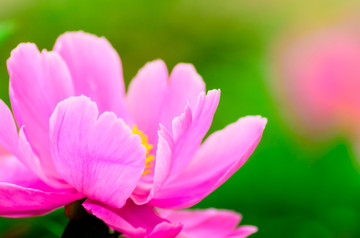 芍药花