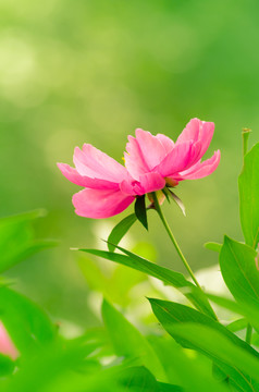 芍药花